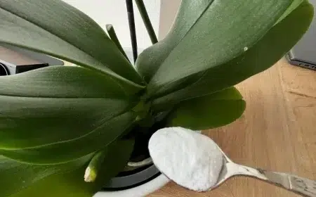 faire fleurir une orchidée avec du bicarbonate de soude erreurs fertilisation engrais naturel