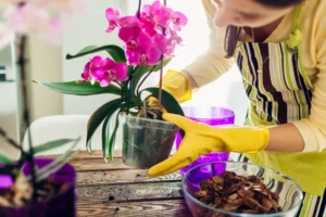 faire tremper son orchidée eau arrosage raviver déshydratée comment faire mariia boiko shutterstock