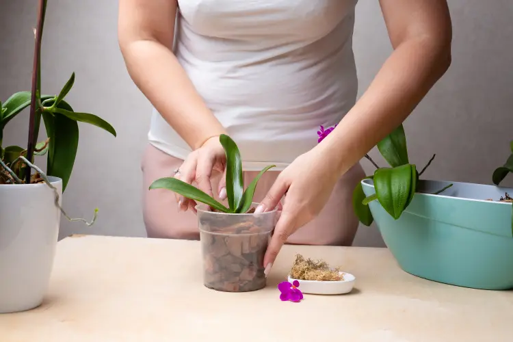 faire tremper son orchidée eau comment quand raviver combien de temps