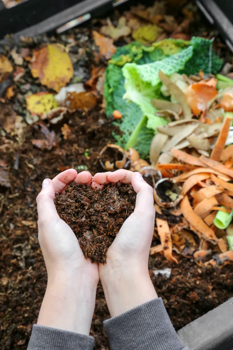 Compost : tout ce que vous devez savoir sur l'or du jardin.