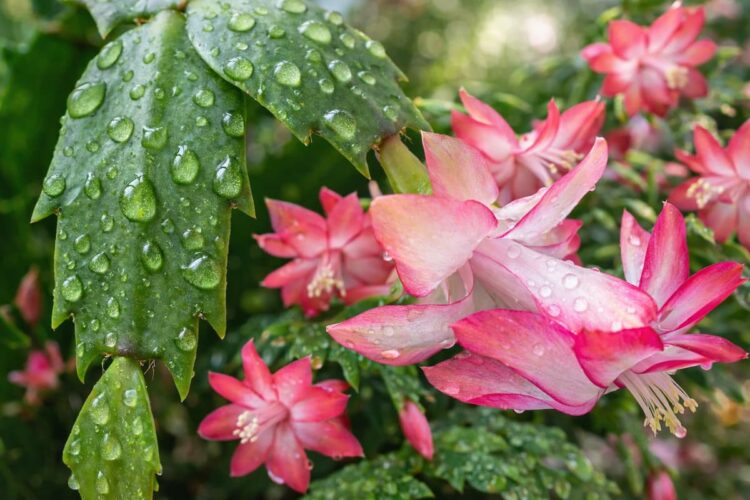 faut-il arroser un cactus de Noël avec de l’eau sucrée