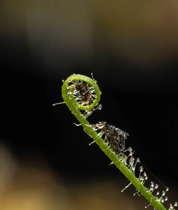 feuilles collantes sur les plantes d'intérieur pourquoi maladies se débarrasser du mielat 