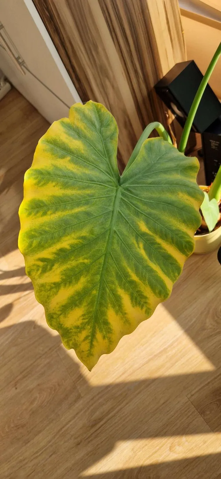 Treatment of causes of houseplant leaves turning yellow