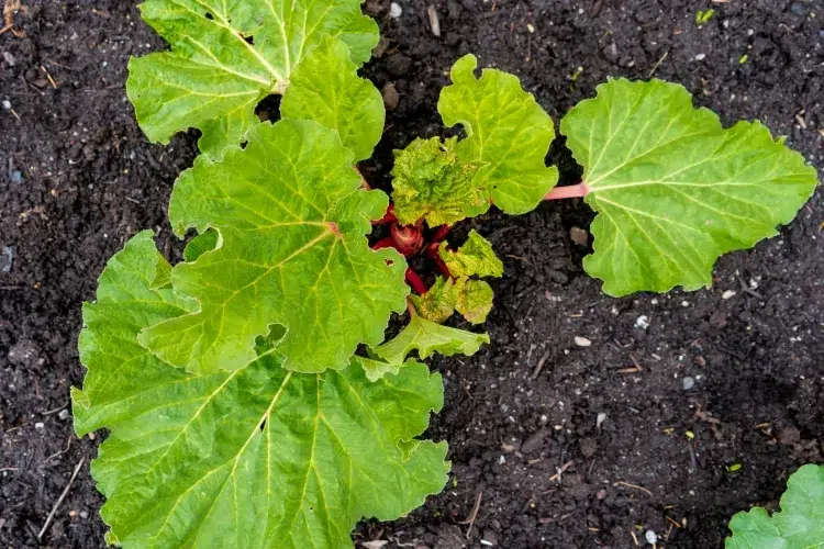 feuilles de rhubarbe dans le compost partie comestible tige pétiole feuilles toxiques acide oxalique