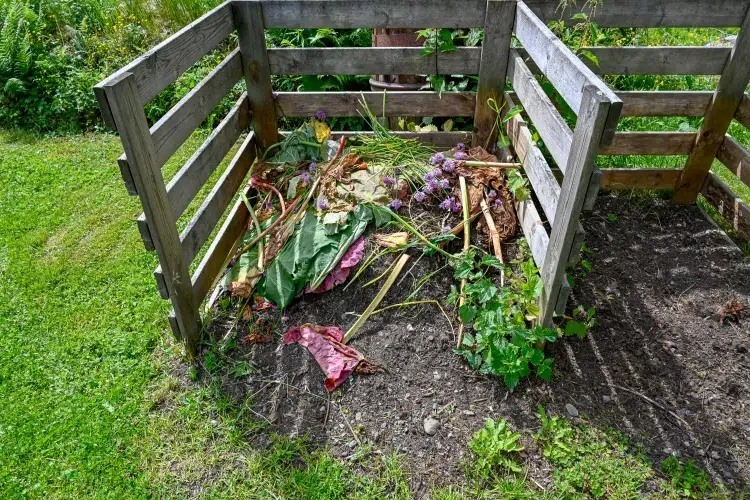 feuilles de rhubarbe dans le composteur mettre poubelle tirer profit intégrer compost indégrient