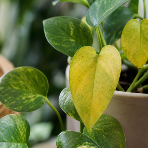 Feuilles de pothos jaunissantes avec taches noires — symptômes d'acariens et maladies fongiques