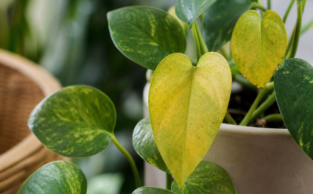 Feuilles de pothos jaunissantes avec taches noires — symptômes d'acariens et maladies fongiques