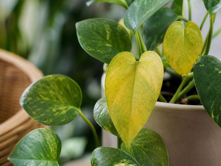 Feuilles de pothos jaunissantes avec taches noires — symptômes d'acariens et maladies fongiques