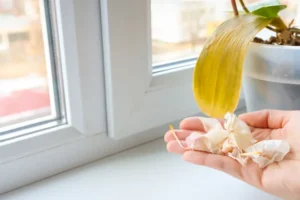 fleurs de mon orchidée tombent avant de s'ouvrir pourquoi que faire julia cherk shutterstock