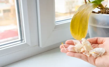 fleurs de mon orchidée tombent avant de s'ouvrir pourquoi que faire julia cherk shutterstock