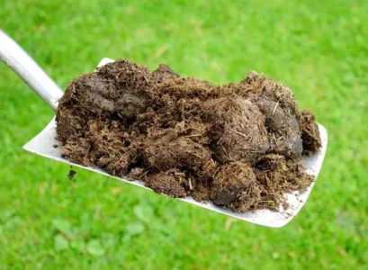 fumier dans le compost