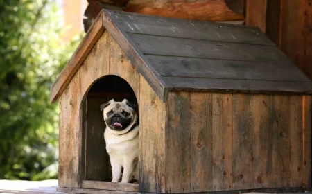 garder la niche du chien chaud froid hiver proteger courants animal