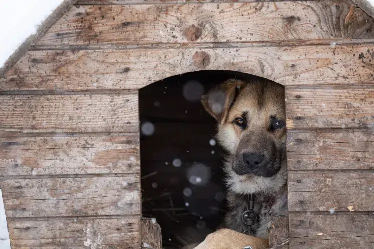 garder la niche du chien chaud froid hiver proteger courants animal compagnon