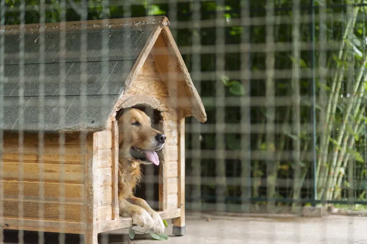 garder la niche du chien chaud froid hiver proteger courants animal courants d’air