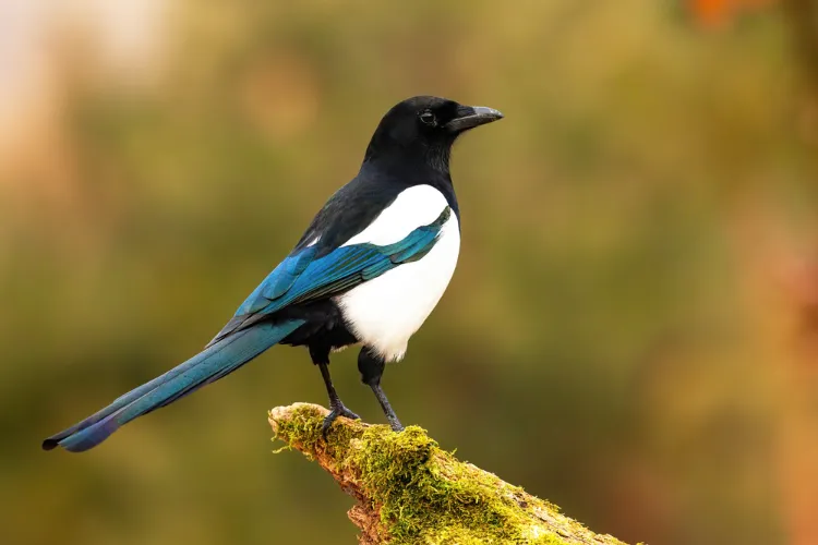 guide comment reconnaitre les oiseaux du jardin noms avec photos identifier pie bavarde
