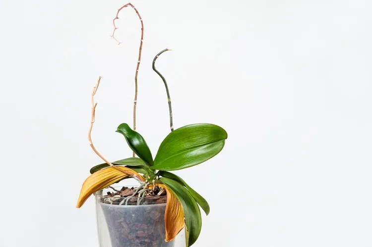 hampe florale orchidée sèche