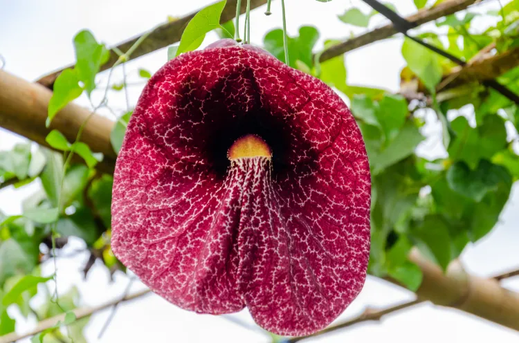 les plantes intérieur les plus bizarres orchidee bijou meduse droséra