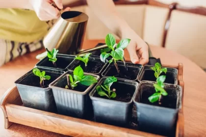 les plantes les plus faciles à bouturer hortensia