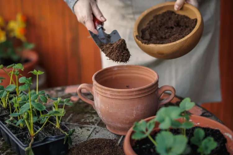 mettre du compost dans les pots de fleurs pourquoi comment quelles sont les proportions
