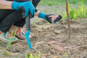 mettre du fumier au pied des arbres fruitiers