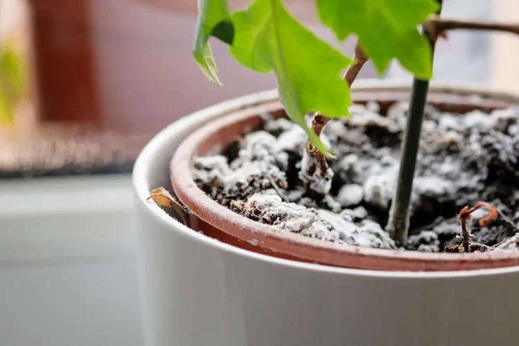 moisissure blanche sur le terreau des plantes d'intérieur