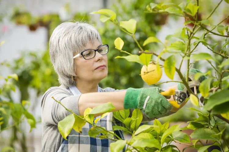 mon citron ne donne pas de fruits que faire astuces