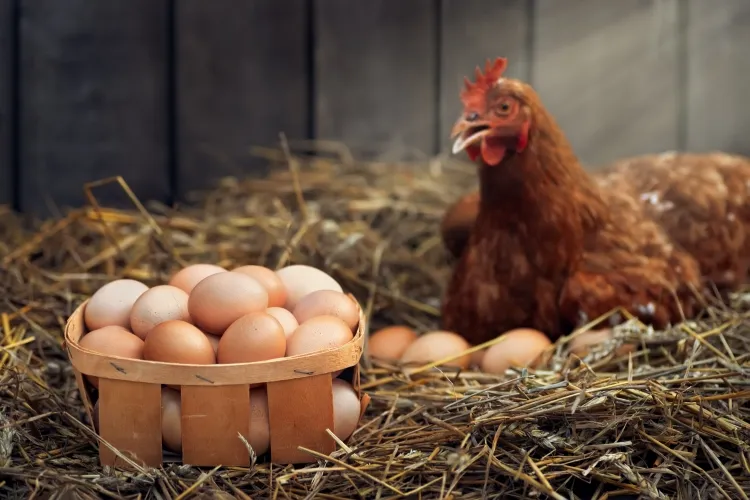 œufs de mes poules sentent mauvais conditions élevage abri hygiène désinfection espace protection nourriture