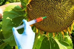 ogm avantages et inconvénients