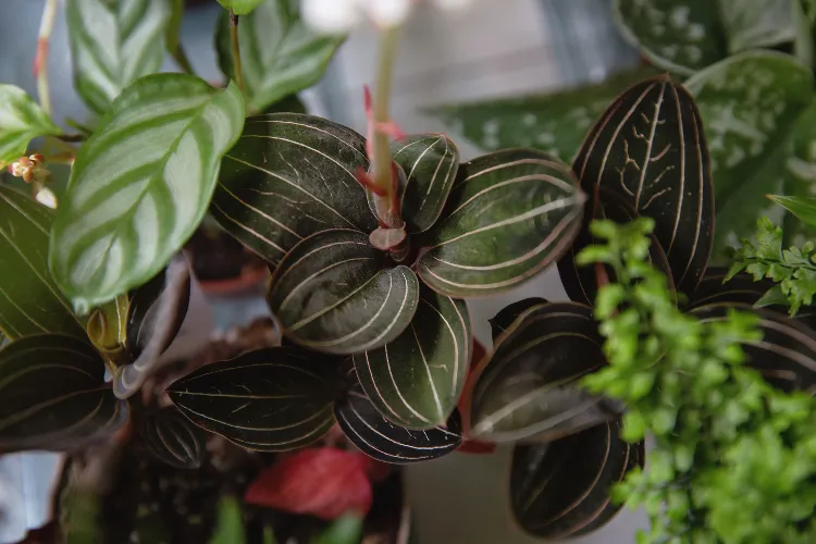 orchidée bijou plantes intérieur les plus bizarres