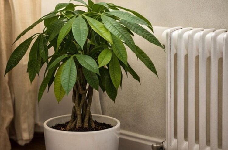 pachira choc thermique radiateur