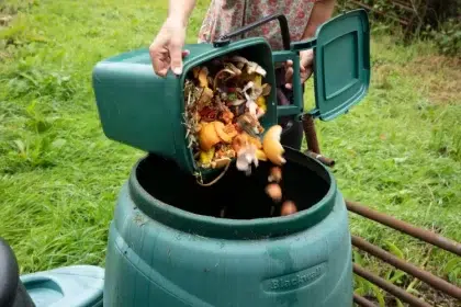 peut on composter les agrumes lesquels comment faire quels sont avantages