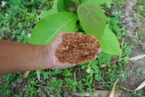 peut on mettre de la sciure de bois dans le jardin