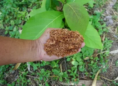peut on mettre de la sciure de bois dans le jardin