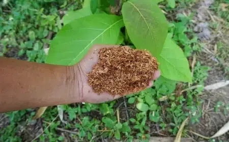 peut on mettre de la sciure de bois dans le jardin