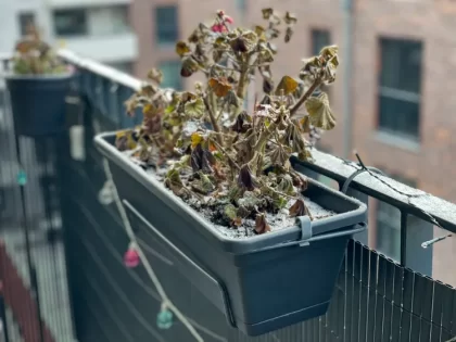 peut on sauver un géranium qui a gelé est ce possible comment faire endurcir froid