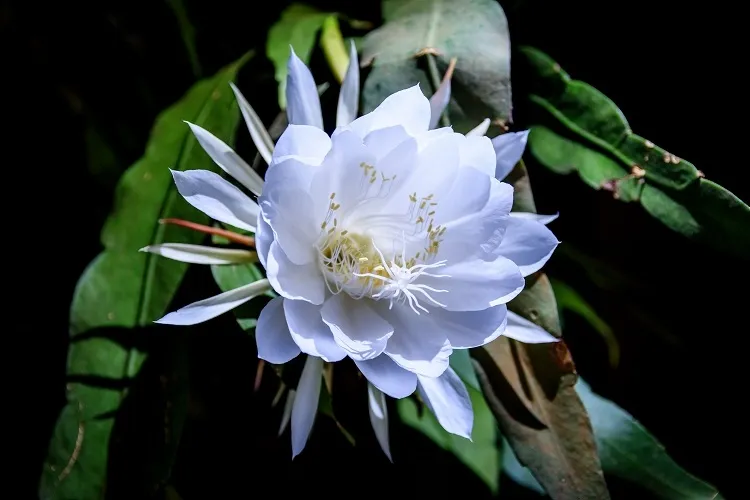 plante apporte de l'argent lotus indien charger potentiel spirituel énorme attirer chance bonne fortune