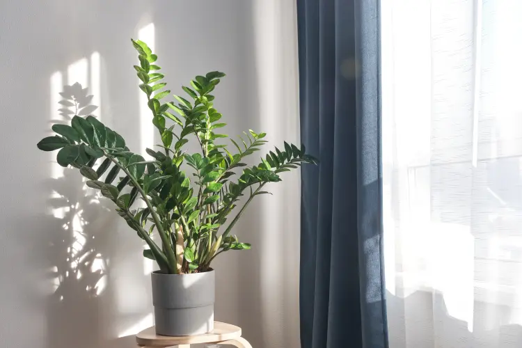 plante verte pour intérieur sans entretien ombre facile plante zz zamioculucas 