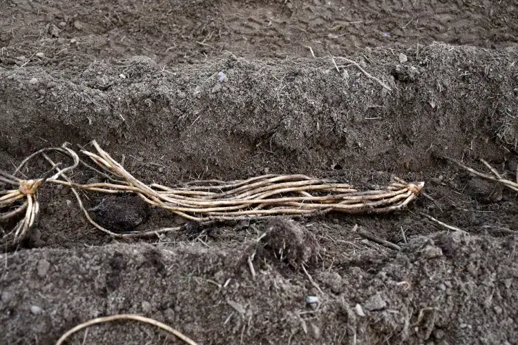 planter des asperges dans son jardin méthodes partir graines racines annuelles semis