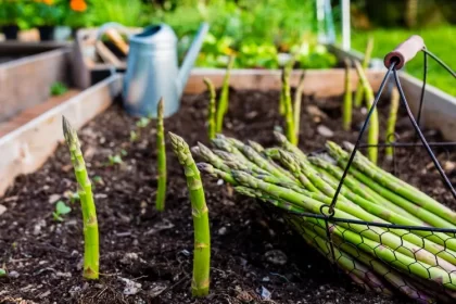 planter des asperges en février attendre trois saisons récolter méthode directe tremper graines