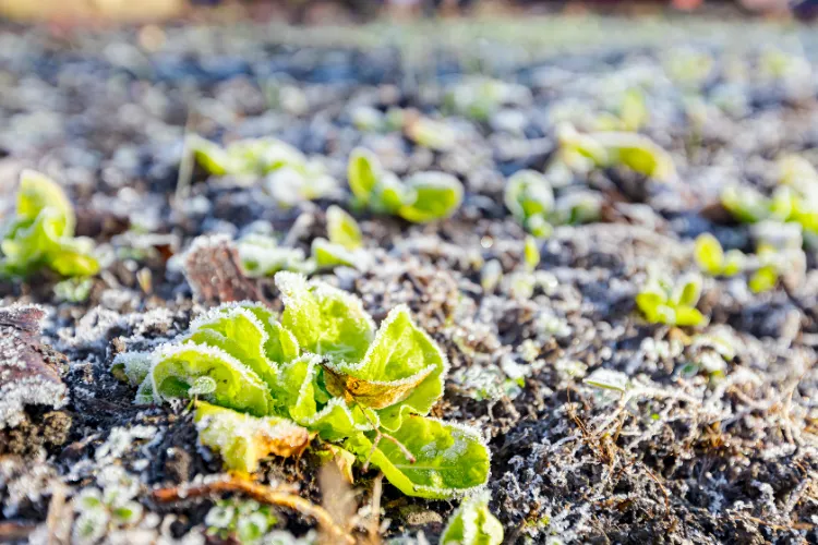 planter des salades en hiver