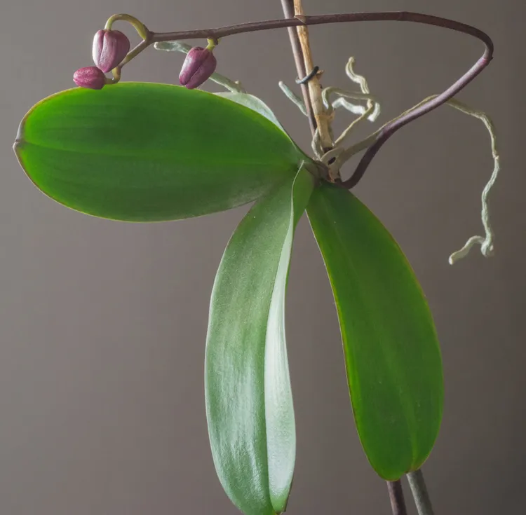 planter le keiki de l'orchidée