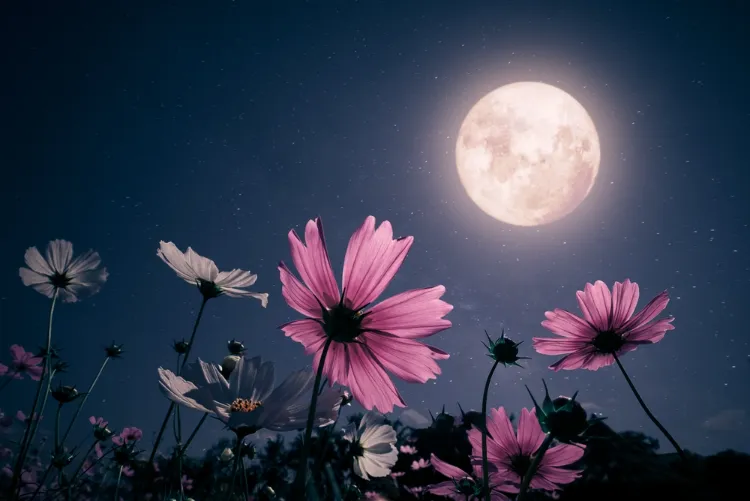 pleine lune 2024 comment jardiner avec la lune selon les phases que planter quand faire