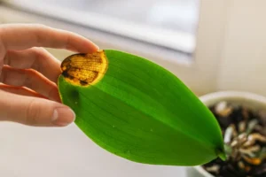 pointe des feuilles d'orchidée qui brunit ou jaunit