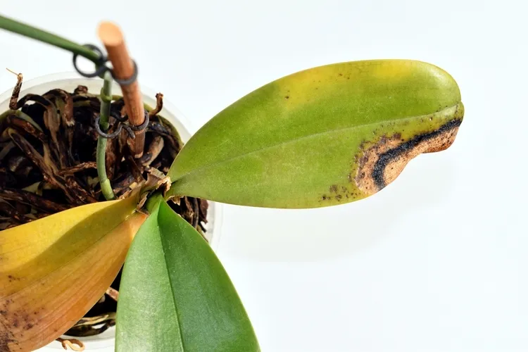 pointe des feuilles d'orchidée qui brunit ou jaunit causes et solutions