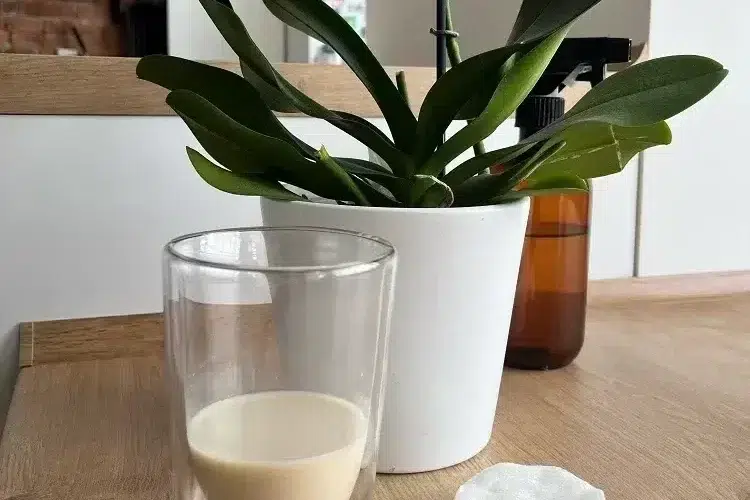pourquoi comment mettre du lait dans les orchidées faire refleurir entretenir fertiliser meilleur engrais naturel