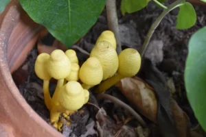 pourquoi des champignons poussent dans mes plantes d'intérieur