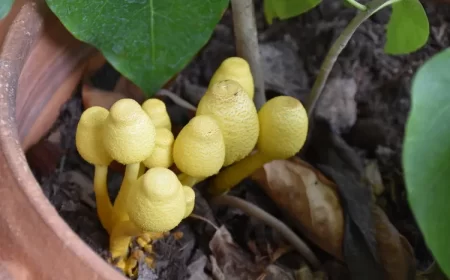 pourquoi des champignons poussent dans mes plantes d'intérieur