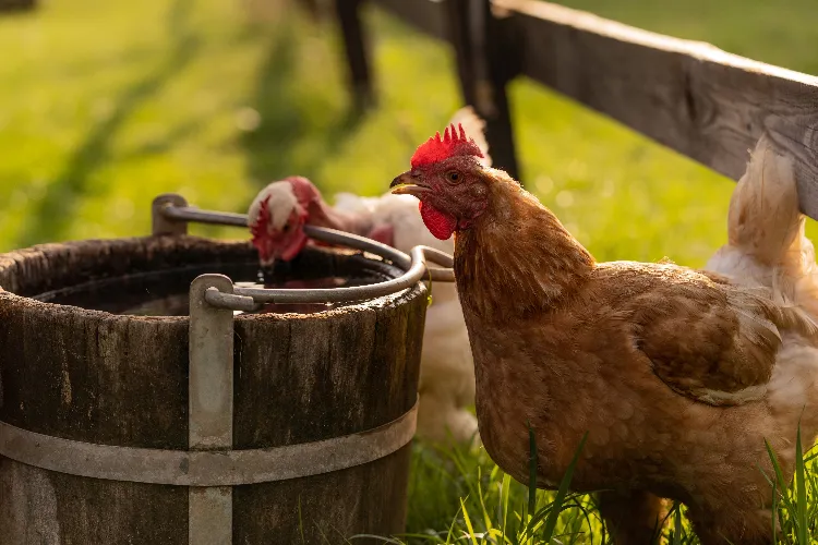 pourquoi donner du vin aux poules bienfaits quels effets bon santé pontes oeufs