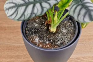 pourquoi il y a du blanc sur la terre de mes plantes