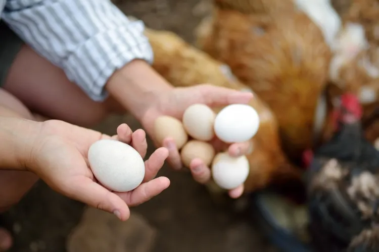 pourquoi la coquille des œufs sent mauvais comment éviter mauvaise odeur provenance farine canola aliments
